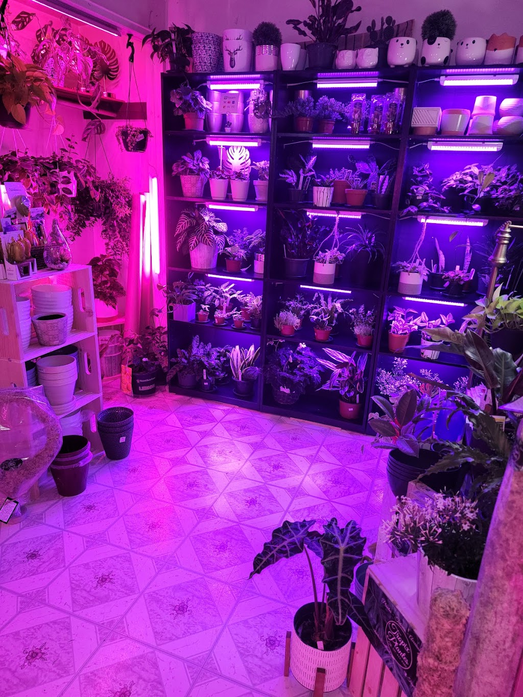 Tropix Plantes | 110 Rue Phénix, Henryville, QC J0J 1E0, Canada | Phone: (581) 443-8489