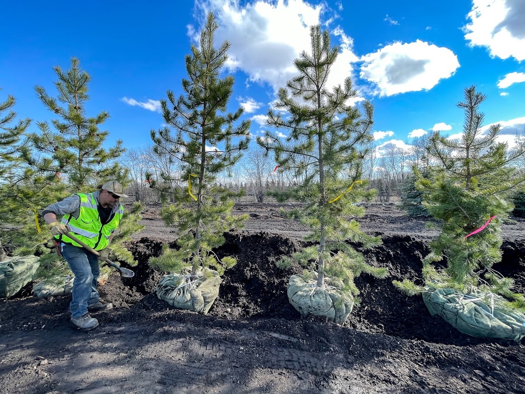 Blue Grass Nursery, Sod & Garden Centre - Edmonton | 21515 103 Ave NW, Edmonton, AB T5S 2C4, Canada | Phone: (587) 635-4727