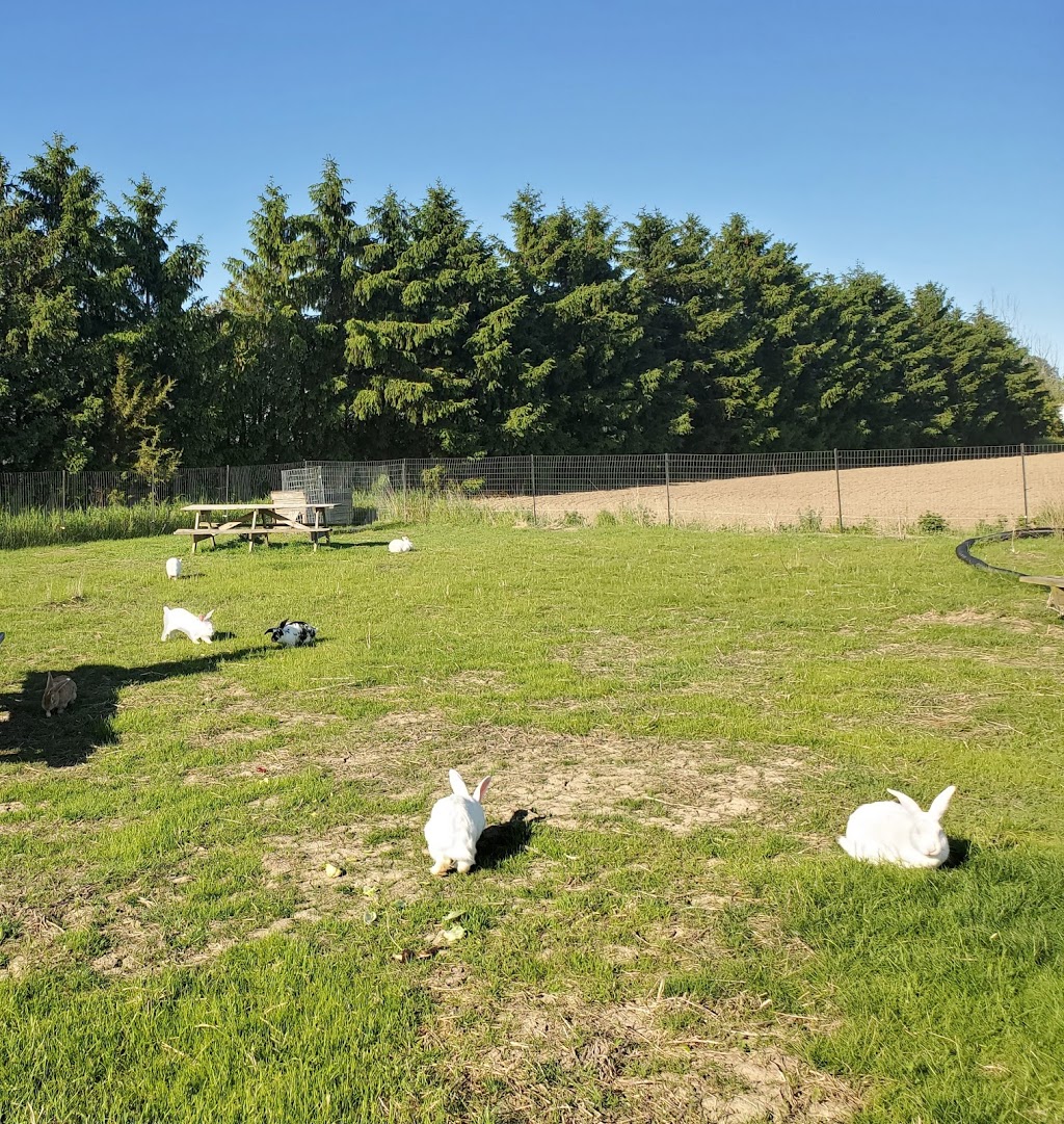 Amherstburg Bunny Meadow | 5530 Alma St, Amherstburg, ON N9V 0C8, Canada | Phone: (519) 819-5247