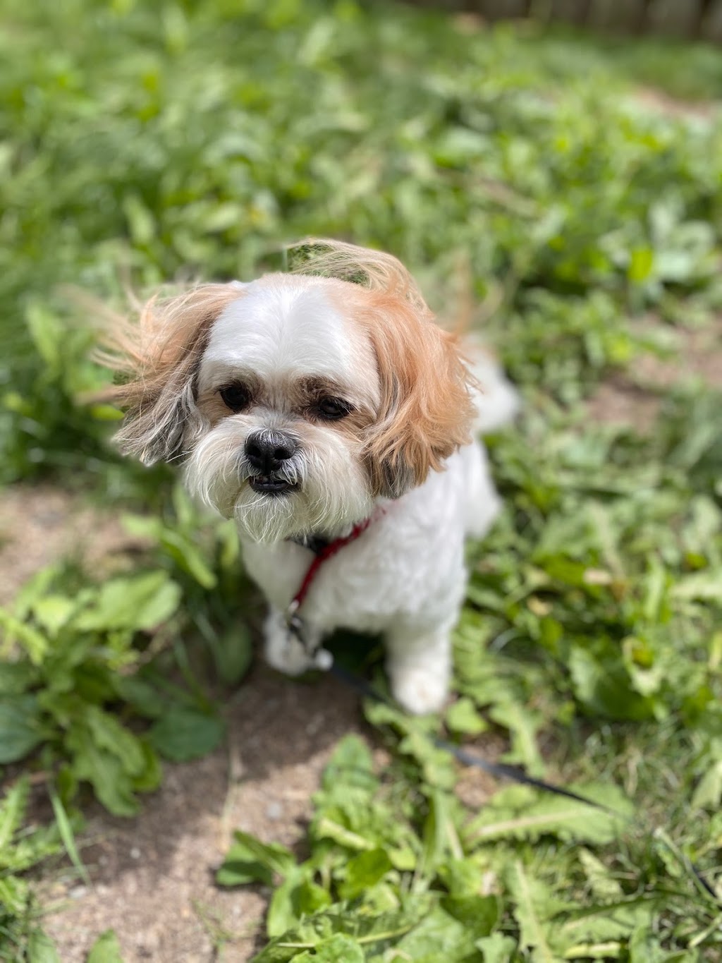 Mr Chows Grooming | 9200 Weston Rd, Woodbridge, ON L4H 2M4, Canada | Phone: (416) 834-4949