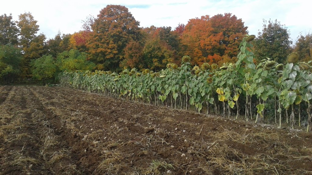 Ferme des Pensées sauvages | 325 Route du Lac-Trois-Saumons, Saint-Aubert, QC G0R 2R0, Canada | Phone: (418) 598-1257