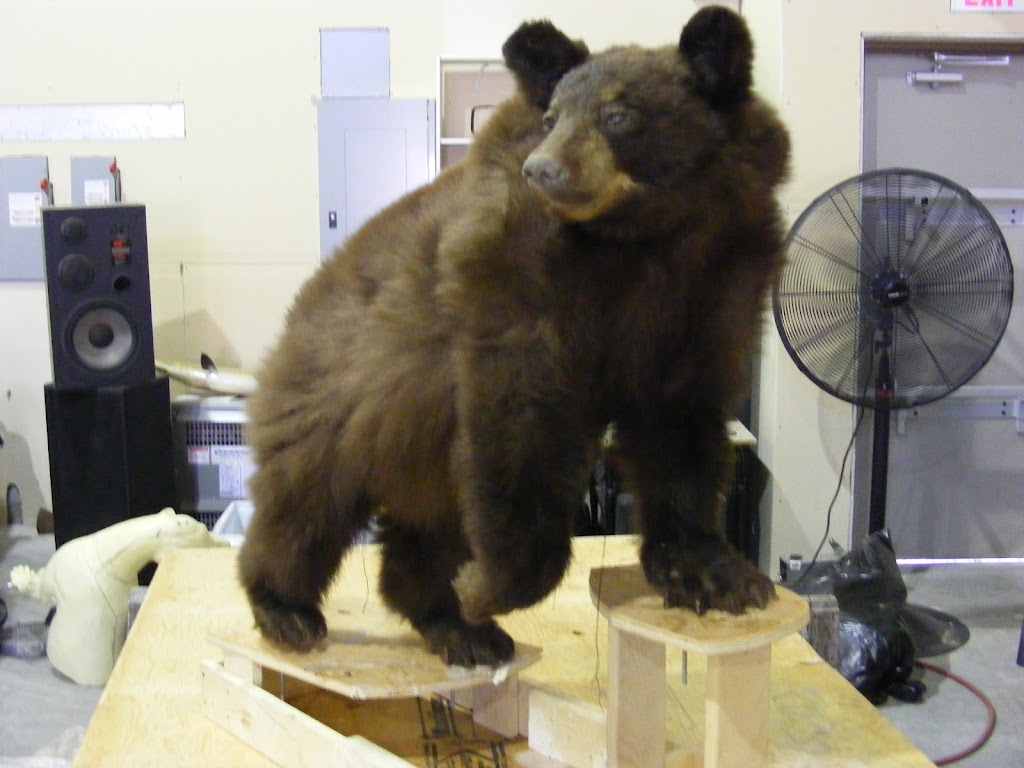 Steve Kulash Taxidermy LTD | River Pl 7261 -205, Mission, BC V4S 0A2, Canada | Phone: (604) 889-7144