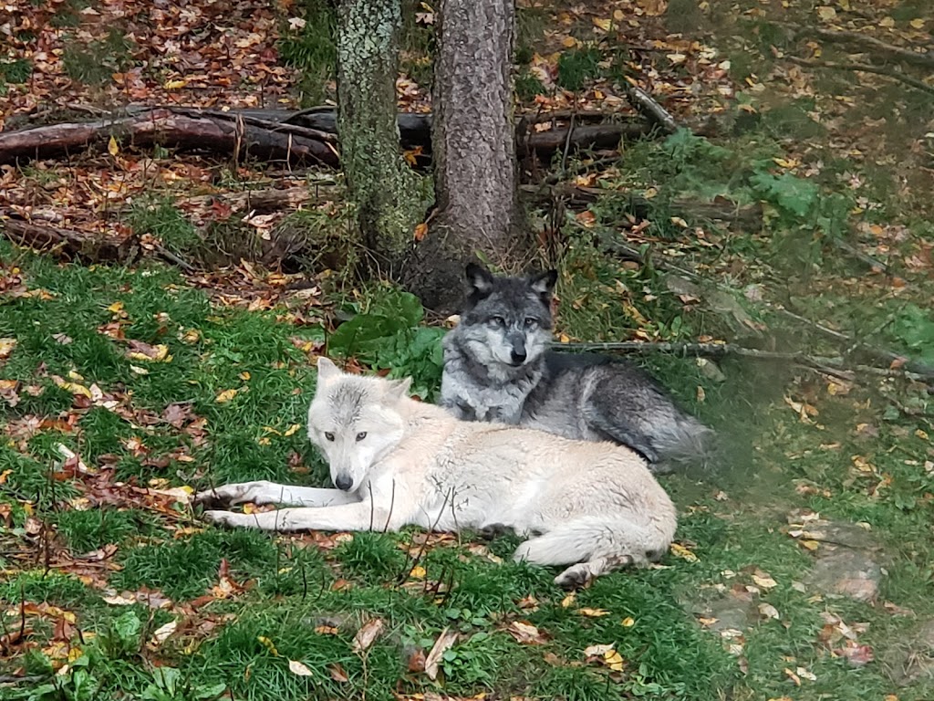 Haliburton Forest Wolf Centre | 1305 Redkenn Rd, Dysart et al, ON K0M 1S0, Canada | Phone: (800) 631-2198 ext. 140