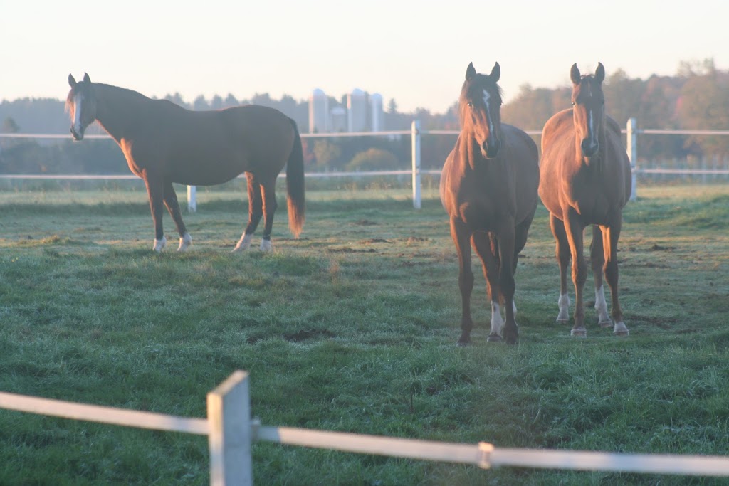 Haras des Jardins - jumping horses breeding farm | 735 Rang Marigot, Saint-Apollinaire, QC G0S 2E0, Canada | Phone: (418) 564-9919