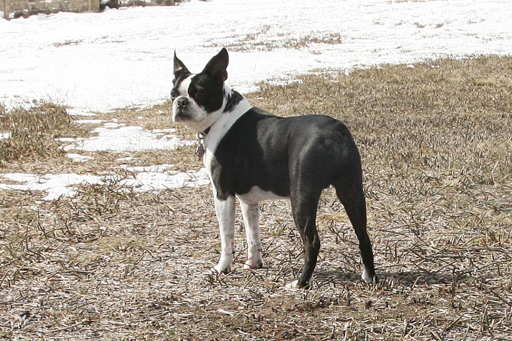 Sunnidale Boarding Kennels | 9343 County Rd 10, Angus, ON L0M 1B2, Canada | Phone: (705) 424-3483