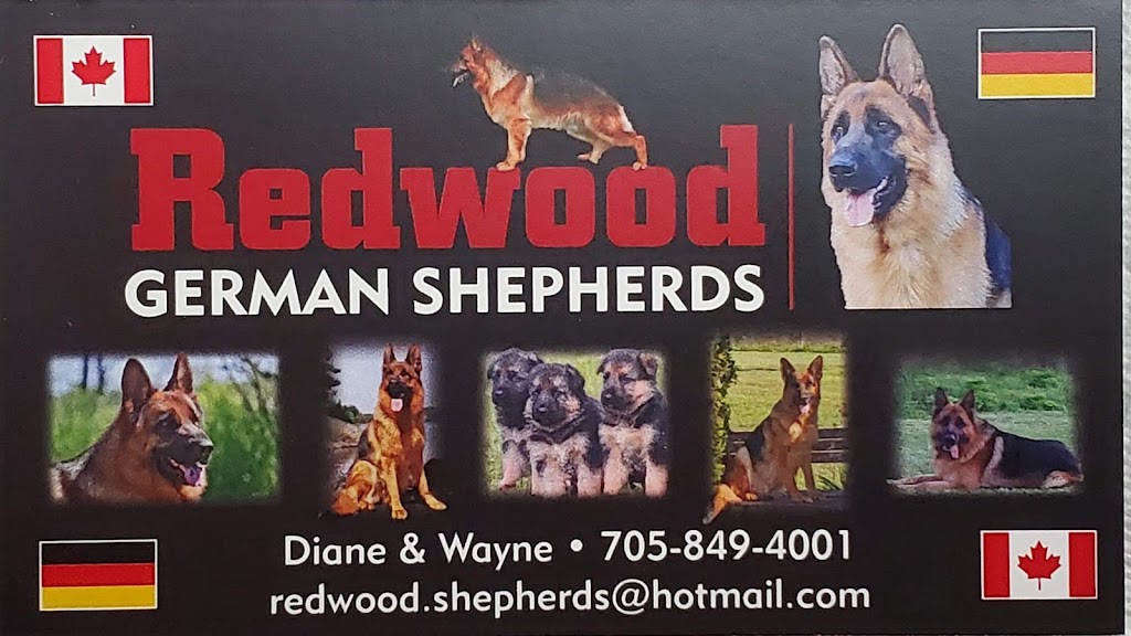 Redwood German shepherds kennel | 100 Hwy 17, Walford, ON P0P 2E0, Canada | Phone: (705) 849-4001