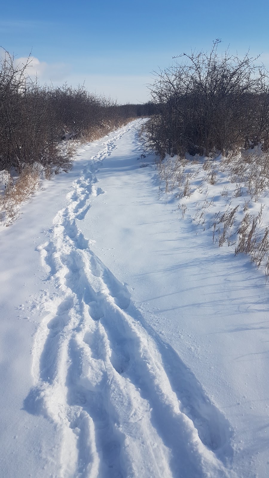 Chappel Marsh Conservation Area | Saskatoon, SK S0K 1V0, Canada | Phone: (866) 254-3825