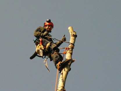 Arboriculture Lapointe | 271 Rue Montcalm, Saint-Colomban, QC J5K 2N3, Canada | Phone: (450) 602-4386