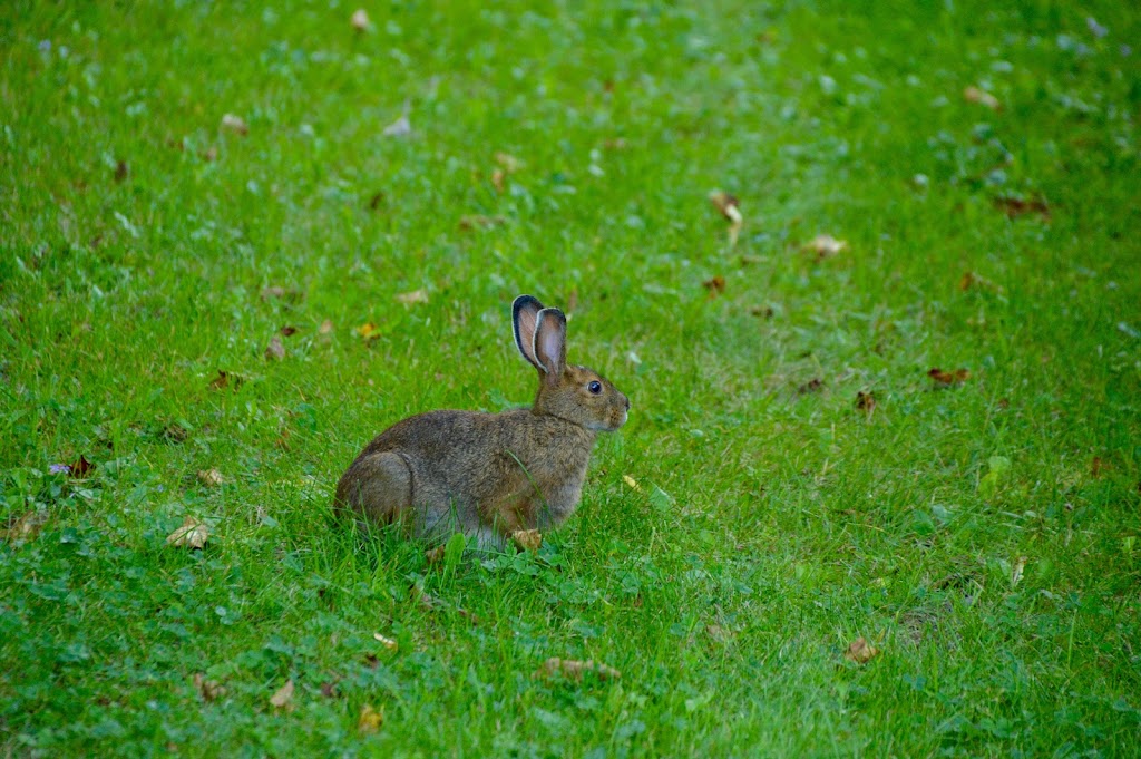 Reilly Bird Nature Reserve | 164-376 Meilleurs Rd, Laurentian Hills, ON K0J 1P0, Canada | Phone: (416) 444-8419