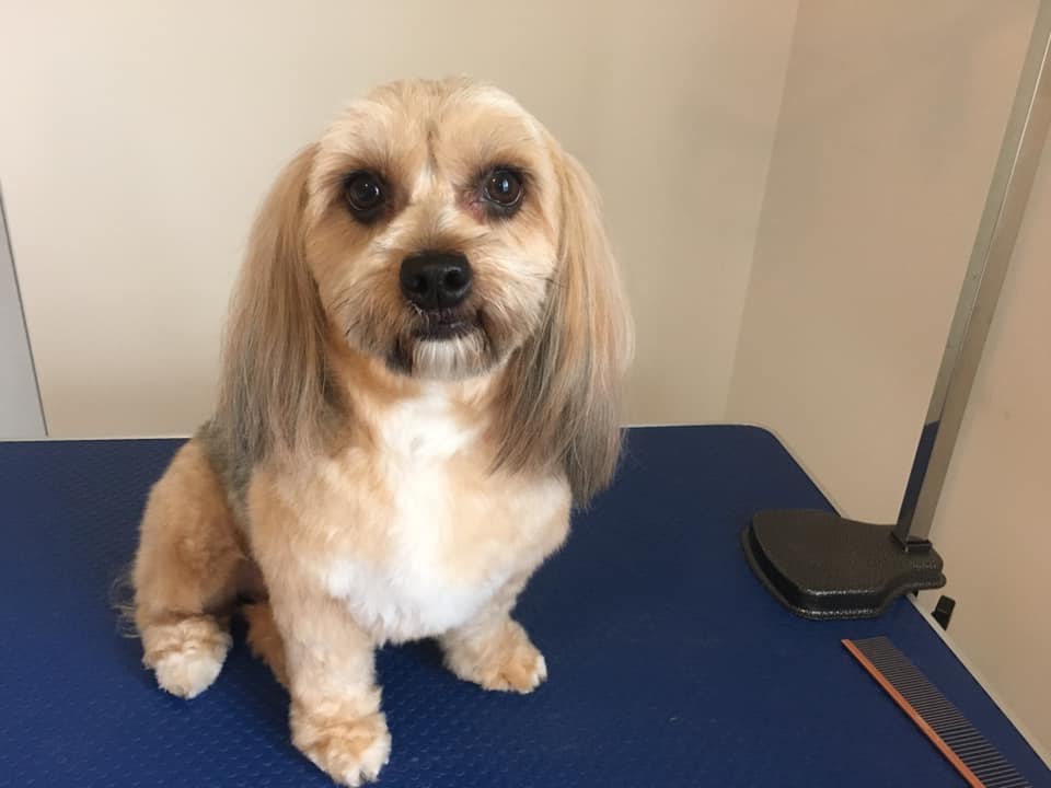 Bella Grooming (Small Dogs) | 256 Soprano Ave, Ottawa, ON K4M 0P8, Canada | Phone: (647) 219-4420