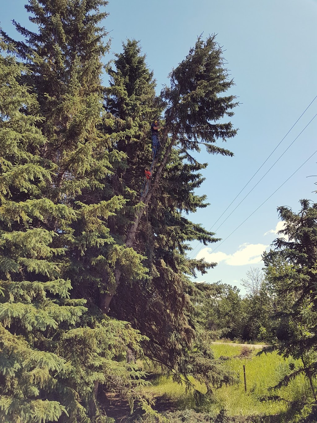 Central Alberta Tree Trimming | Range Rd 271A, Blackfalds, AB T0M 0J0, Canada | Phone: (403) 350-7970