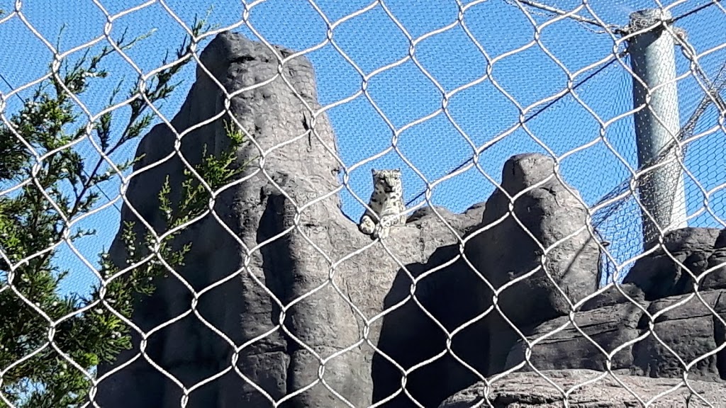 Snow Leopard Exhibit | 2000 Meadowvale Rd, Scarborough, ON M1B 5K7, Canada | Phone: (416) 392-5929