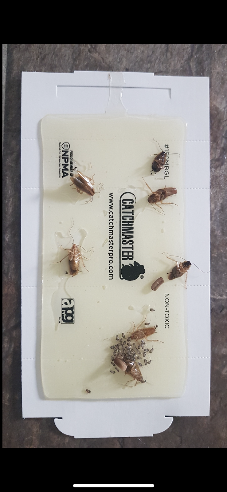 Pest in Peace Control Solutions Inc. Edmonton | 1932 Chapman Rd SW, Edmonton, AB T6W 0Y7, Canada | Phone: (403) 598-3731