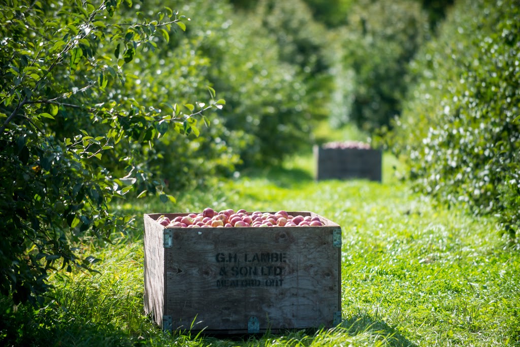 Apple Pie Trail | 796455 Grey County Rd 19, The Blue Mountains, ON L9Y 0N8, Canada | Phone: (705) 444-7398