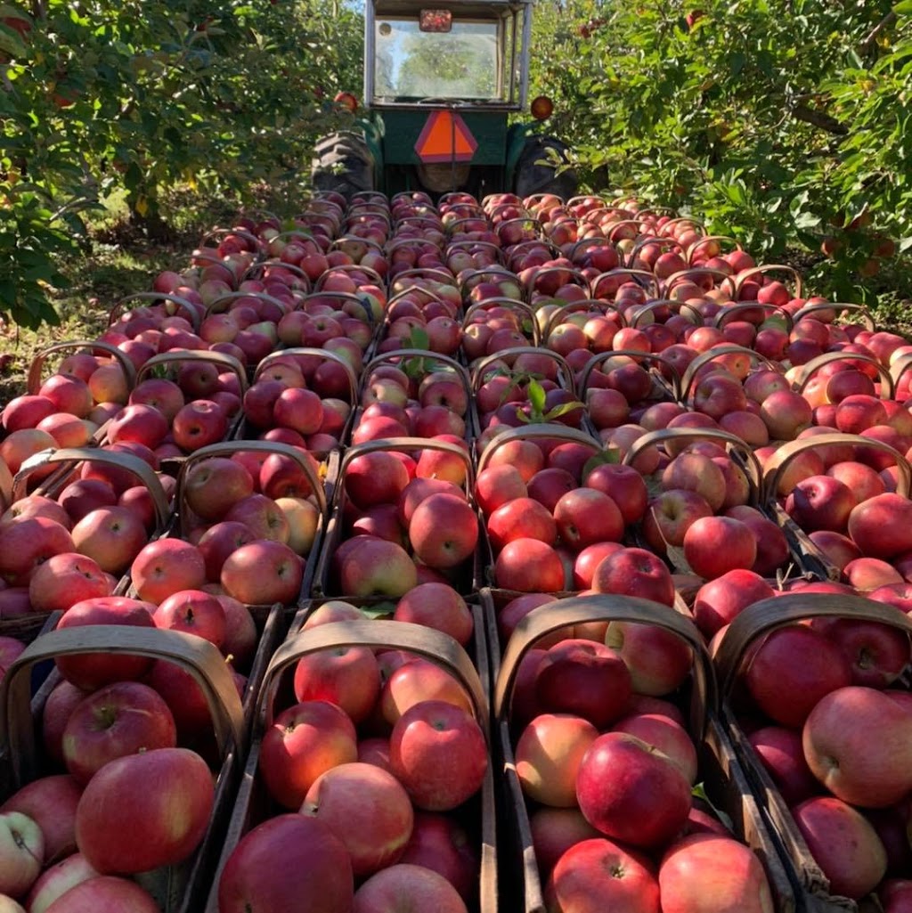 Lipsitt Orchards | 446 Kemp Rd W, Grimsby, ON L3M 4E7, Canada | Phone: (905) 920-6462