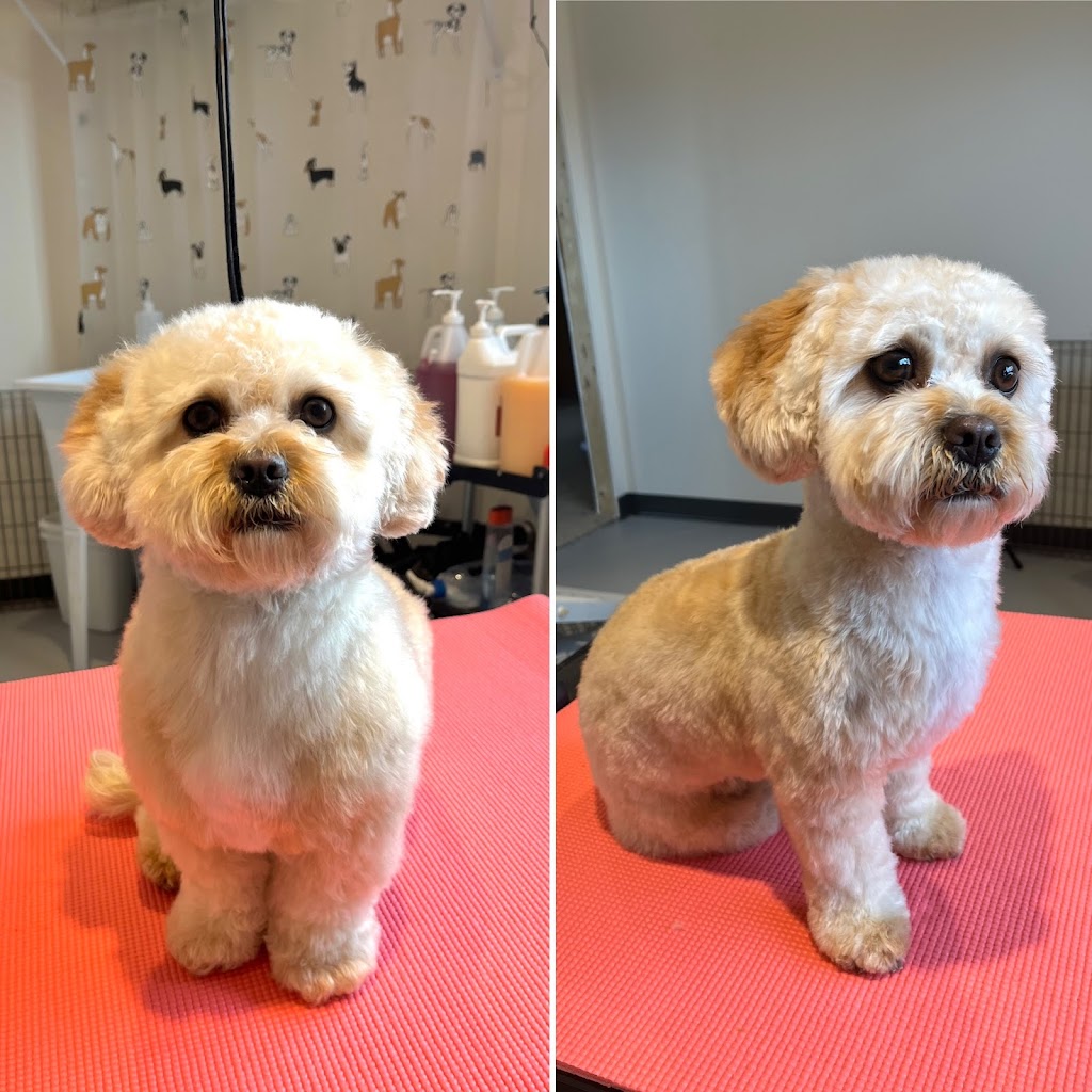 Cindy’s Place Small Dog Grooming | 20 Abbey Ln, Steinbach, MB R5G 2K2, Canada | Phone: (204) 380-3369