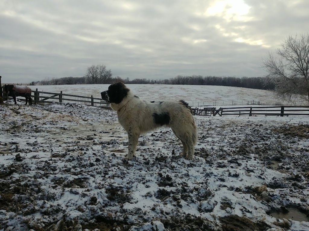 PROMISED LAND ANIMAL SANCTUARY | 1969 Burnbrae Rd E, Campbellford, ON K0L 1L0, Canada | Phone: (705) 977-6897