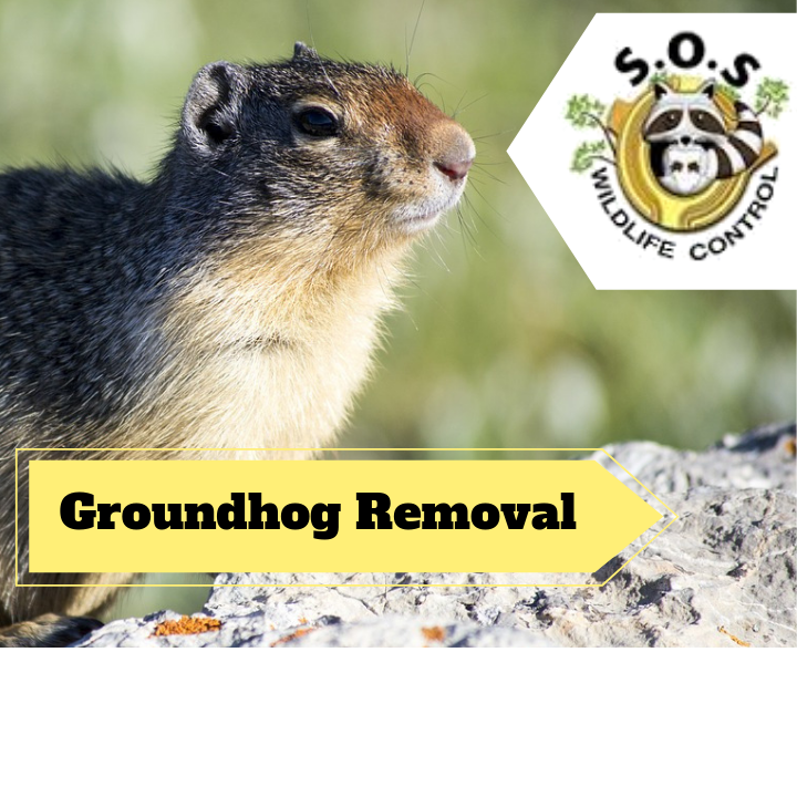 Markham Wildlife Removal | 9306 Bathurst St, Maple, ON L6A 4N9, Canada | Phone: (905) 218-3562