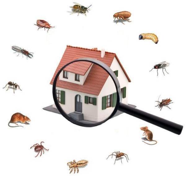 Mr. EXTERMINATOR Pest Control | 28 Barrington Trail, Collingwood, ON L9Y 0G1, Canada | Phone: (705) 888-0029