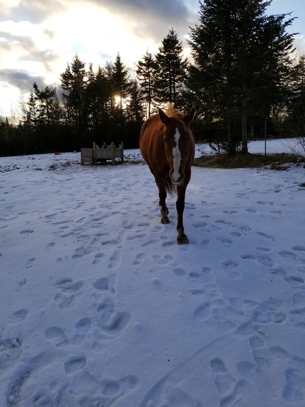 Maple Ridge Stable | 224 Etter Rd, Mount Uniacke, NS B0N 1Z0, Canada | Phone: (902) 499-0654