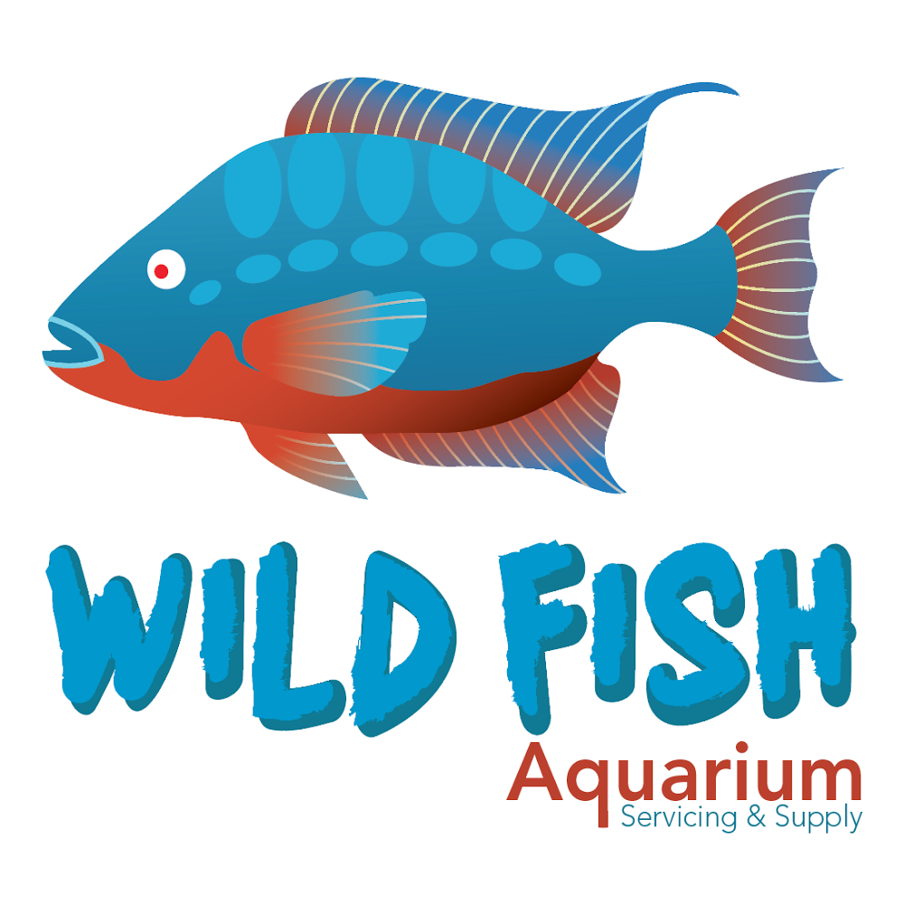 Wild Fish Aquarium(pet shop) | 51 McMurchy Ave S, Brampton, ON L6Y 1Y5, Canada | Phone: (905) 451-9453