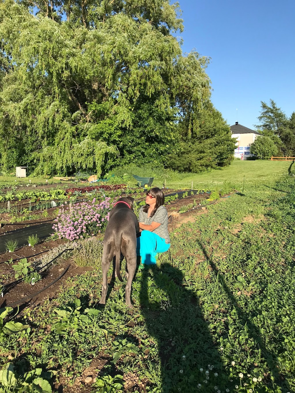 La ferme au grand saule | 450 Rue Saint-Patrice, Saint-Patrice-De-Sherrington, QC J0L 2N0, Canada | Phone: (514) 895-9288