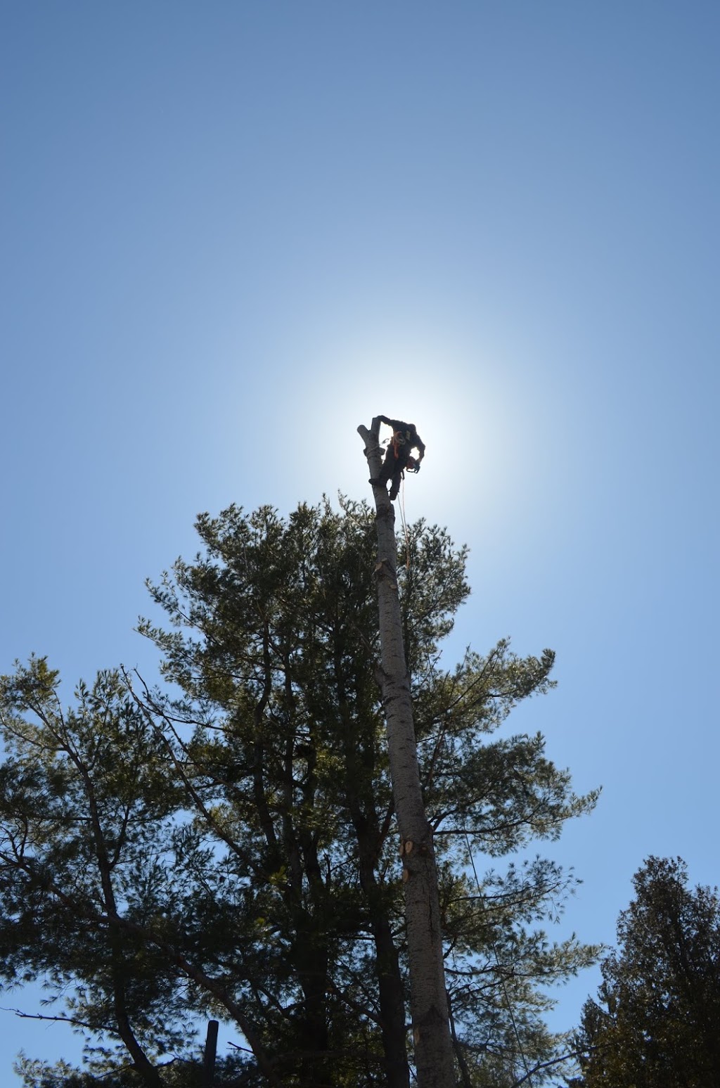 Sound Tree Service | 443 ON-518, Seguin, ON P2A 0B2, Canada | Phone: (705) 890-7471