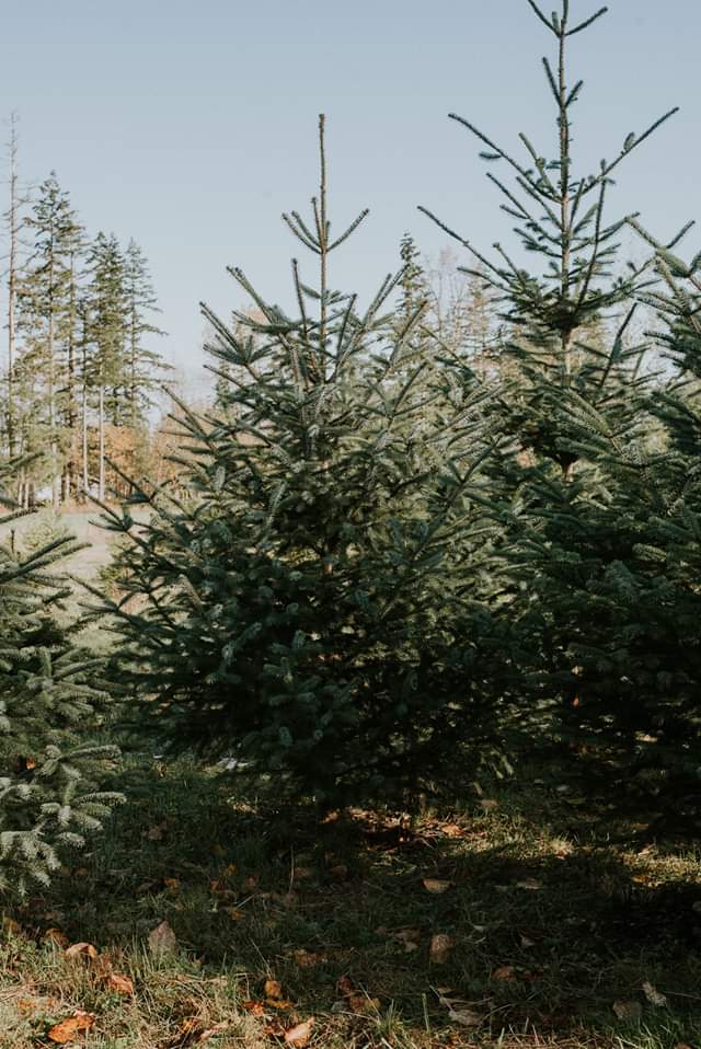 Baarts Christmas Tree Farm | 6280 224 St, Langley City, BC V2Y 2N8, Canada | Phone: (604) 218-1737