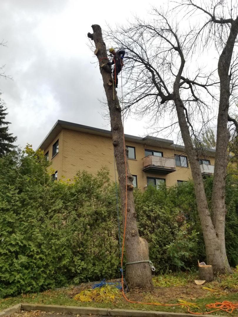 Arboriculture Arbo-Scape | 692 Rue Claudia, Laval, QC H7P 2X8, Canada | Phone: (438) 300-9648