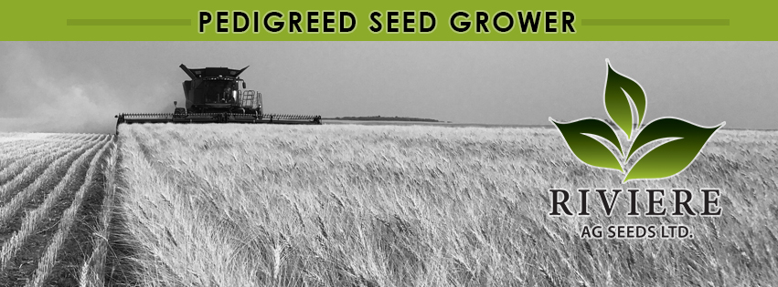 Riviere Ag Seeds Ltd. | Box 340, Radville, SK S0C 2G0, Canada | Phone: (306) 869-7629