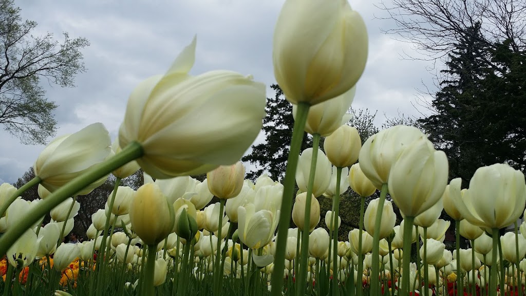 Canadian Tulip Festival | Queen Elizabeth Driveway, Ottawa, ON K1S 5K7, Canada | Phone: (800) 668-8547