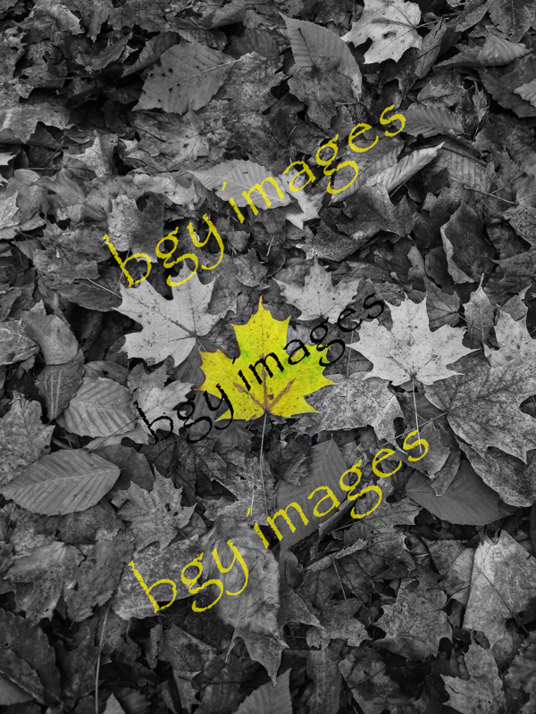 BGY Images | 3174 Lansdown Dr, Burlington, ON L7M 1J9, Canada | Phone: (647) 237-4282