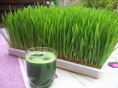 The Wheatgrass Store | Chilcotin Dr, Abbotsford, BC V2T 4Z8, Canada | Phone: (604) 746-7197