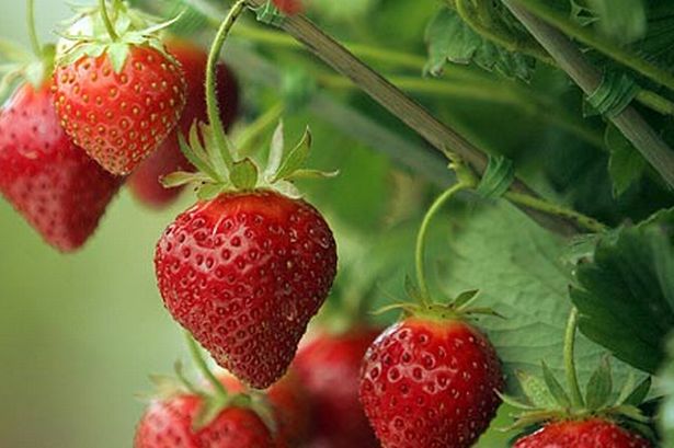 ROY & Son , Organic Strawberries & Potatoes Farm. | QC-204, Sainte-Justine, QC G0R 1Y0, Canada | Phone: (418) 383-3467