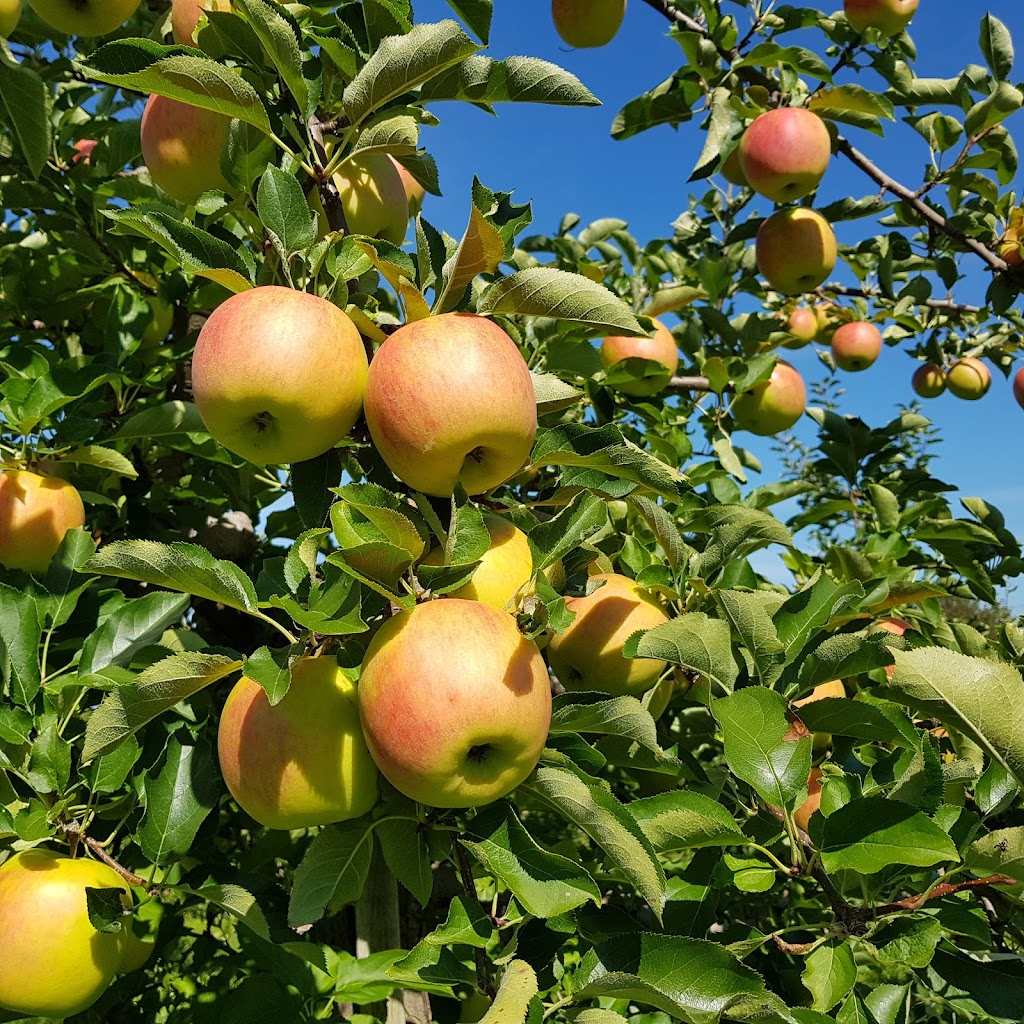 Apple Lane Farm | 54 Prospect Rd, Berwick, NS B0P 1E0, Canada | Phone: (902) 538-7376