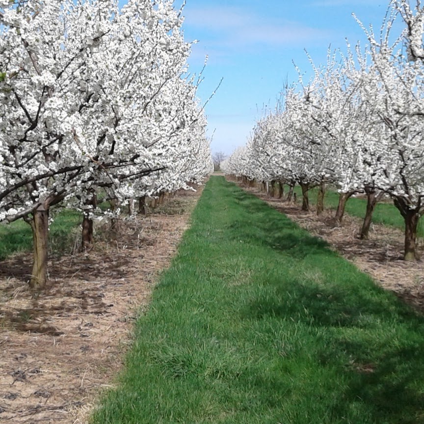 Birnam Orchards Ltd | ﻿6771 Nauvoo Rd, Arkona, ON N0M 1B0, Canada | Phone: (519) 849-6315