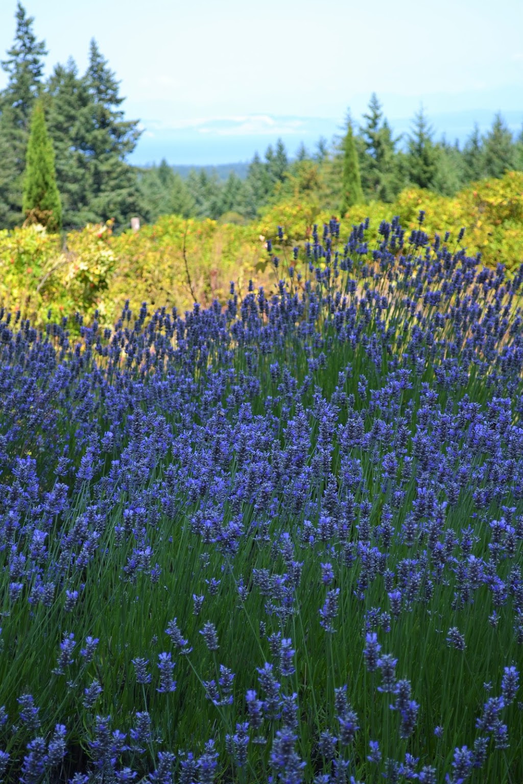 Middle Mountain Mead | 3505 Euston Rd, Hornby Island, BC V0R 1Z0, Canada | Phone: (250) 335-1397