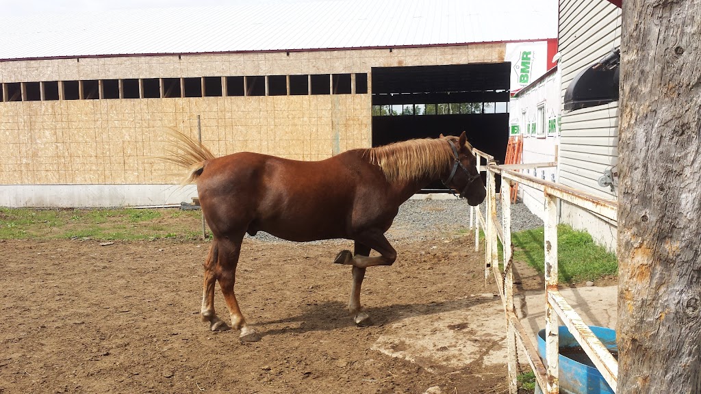 Centre Equestre Des Sables | 571 Chem. des Sables O, Pintendre, QC G6C 1B6, Canada | Phone: (418) 837-7185