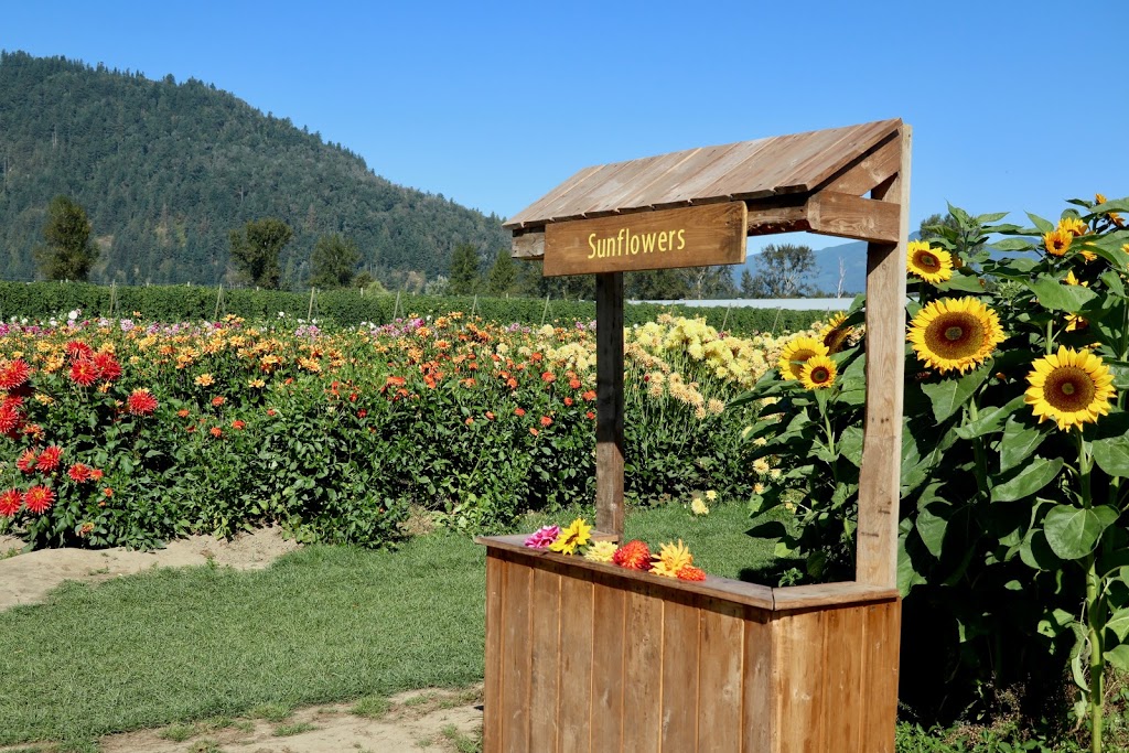 Chilliwack Sunflower Festival | 41310 Yale Rd, Chilliwack, BC V2R 4J3, Canada | Phone: (604) 703-6122