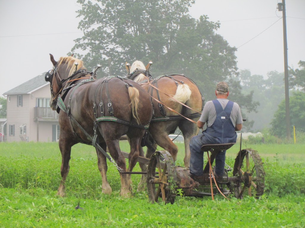 Evergreen Hill Farm- Horse Drawn Services | 687 St Johns Rd E, Port Dover, ON N0A 1N2, Canada | Phone: (519) 426-2155