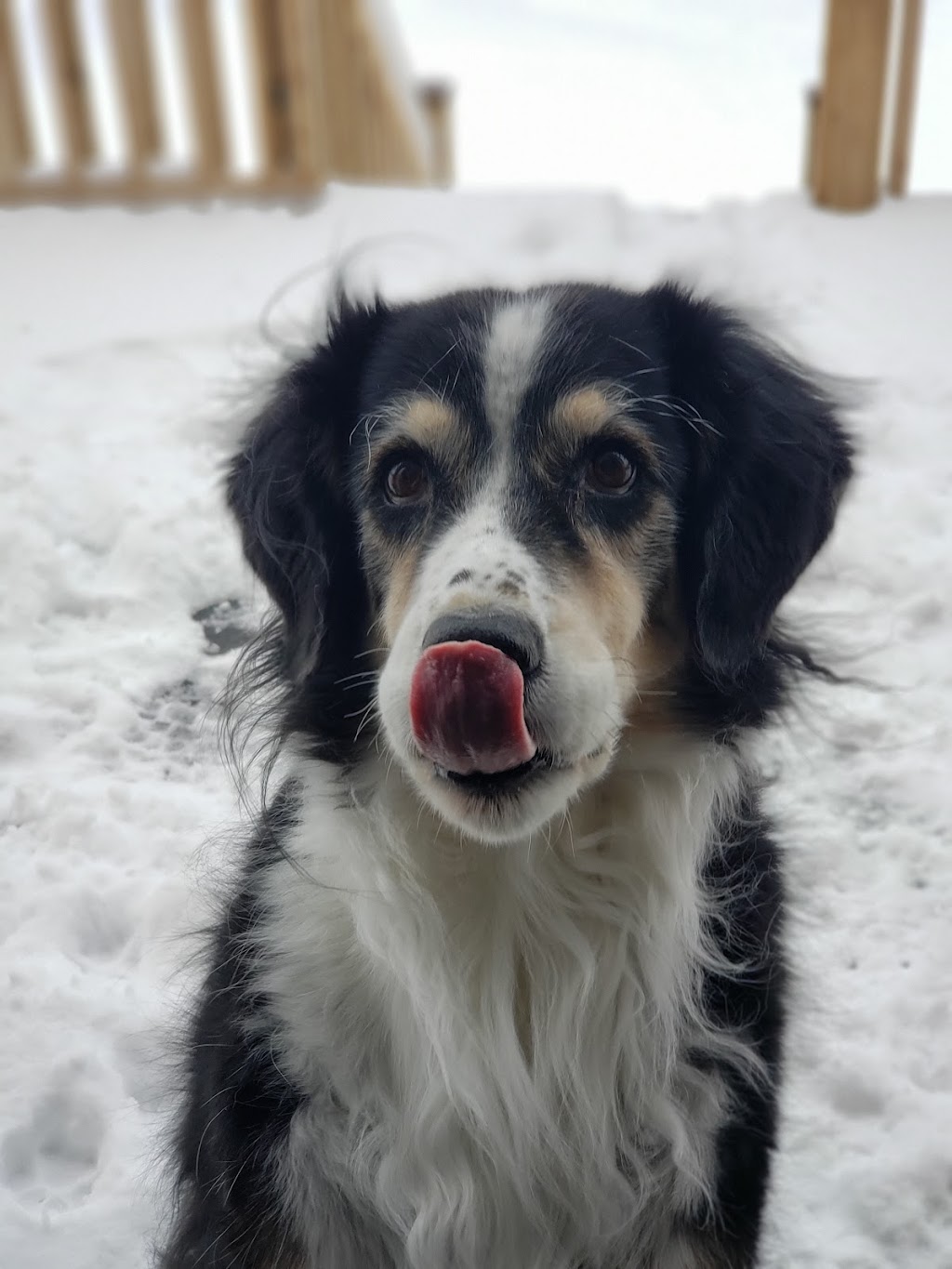 La Maison Socio-Éducachien | 985 Rang Ste Marie, Dolbeau-Mistassini, QC G8L 5Z3, Canada | Phone: (418) 518-2009