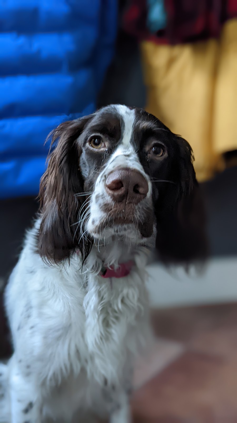 Épagneul français chiots élevage Perdrioles | 24 chemin des montagnais, Sutton, QC J0E 2K0, Canada | Phone: (514) 502-1186