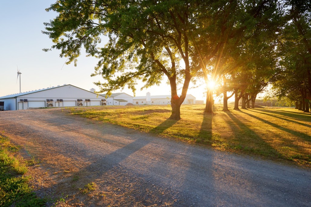 Spring Creek Quail Farms | 3625 Sixteen Rd, Saint Anns, ON L0R 1Y0, Canada | Phone: (905) 328-2189