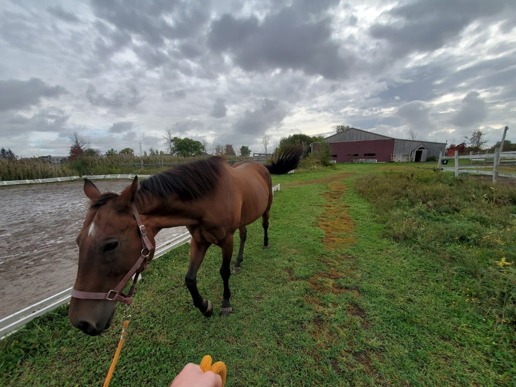 Manège Du Centaure Equestrian Center And School Déquitation | 210 Chemin du Grand-Pré, Saint-Jean-sur-Richelieu, QC J2Y 1J5, Canada | Phone: (450) 358-5559