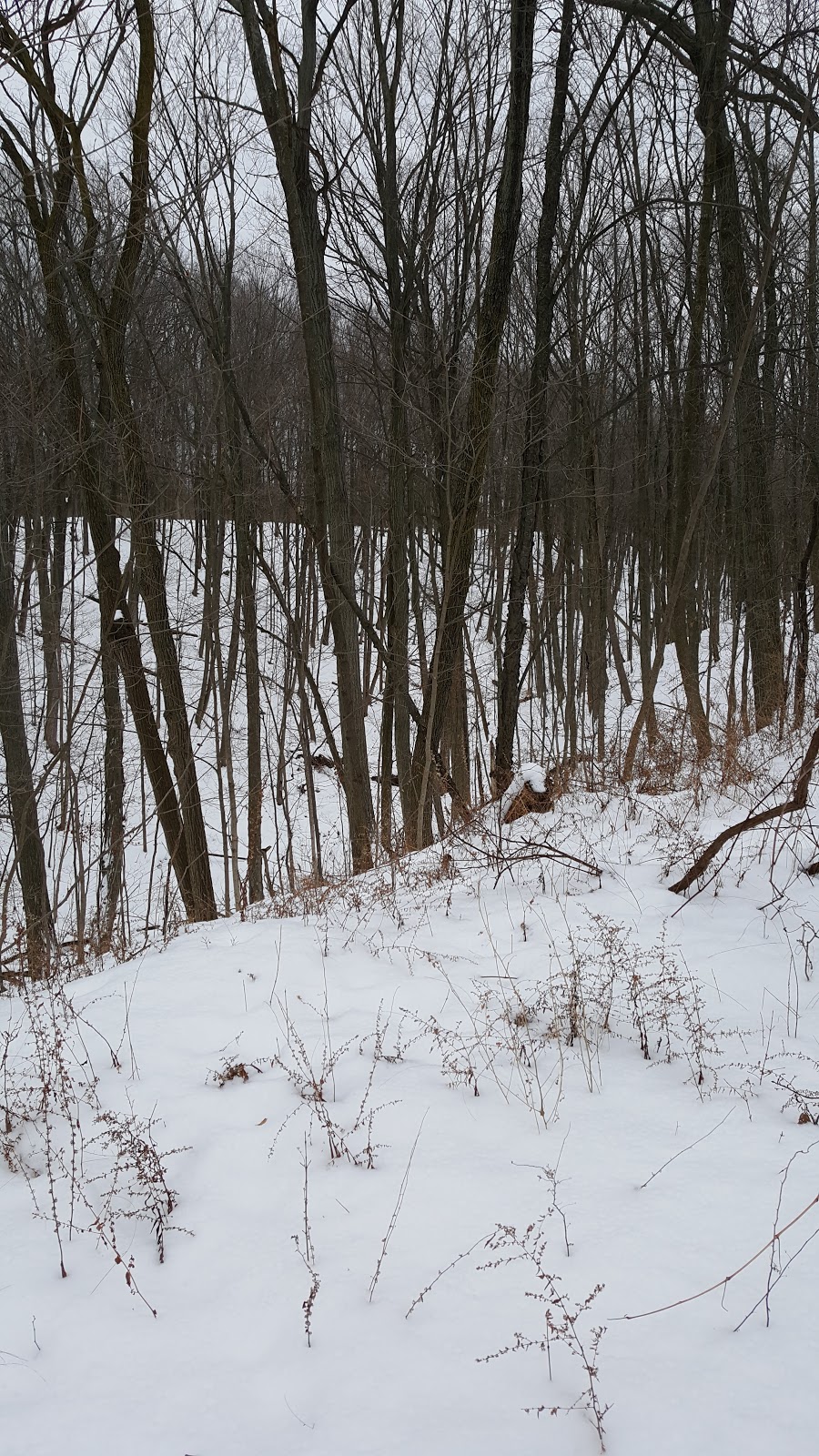 Eileen John Holland Nature Sanctuary | 1388 Old York Rd, Burlington, ON L7P 4Y6, Canada