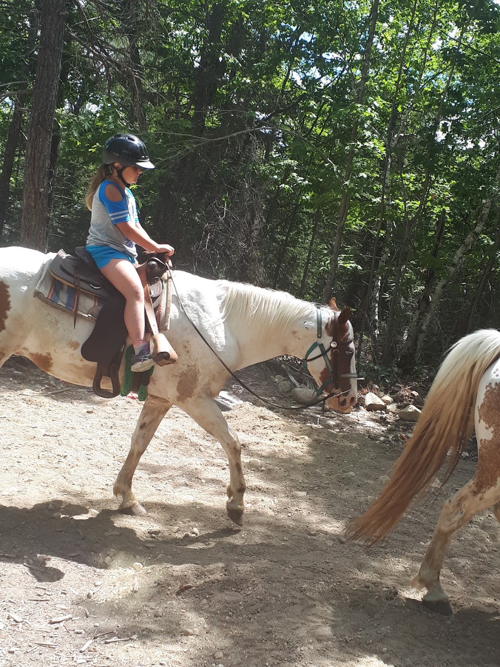 Kicking Mule Riding Stables & Cook House | 55 Gauthier Rd, Tehkummah, ON P0P 2C0, Canada | Phone: (705) 859-1040