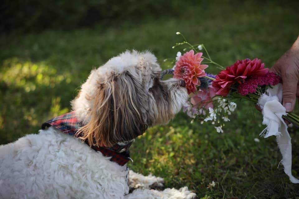 Farm Fresh Florals | 48446, Range Rd 23, AB T0C 2M0, Canada | Phone: (780) 445-8134