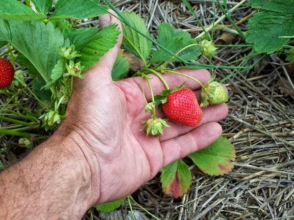 Mark Wales Farm Fresh Produce | 5484 Imperial Rd, Aylmer, ON N5H 2R2, Canada | Phone: (519) 773-7352