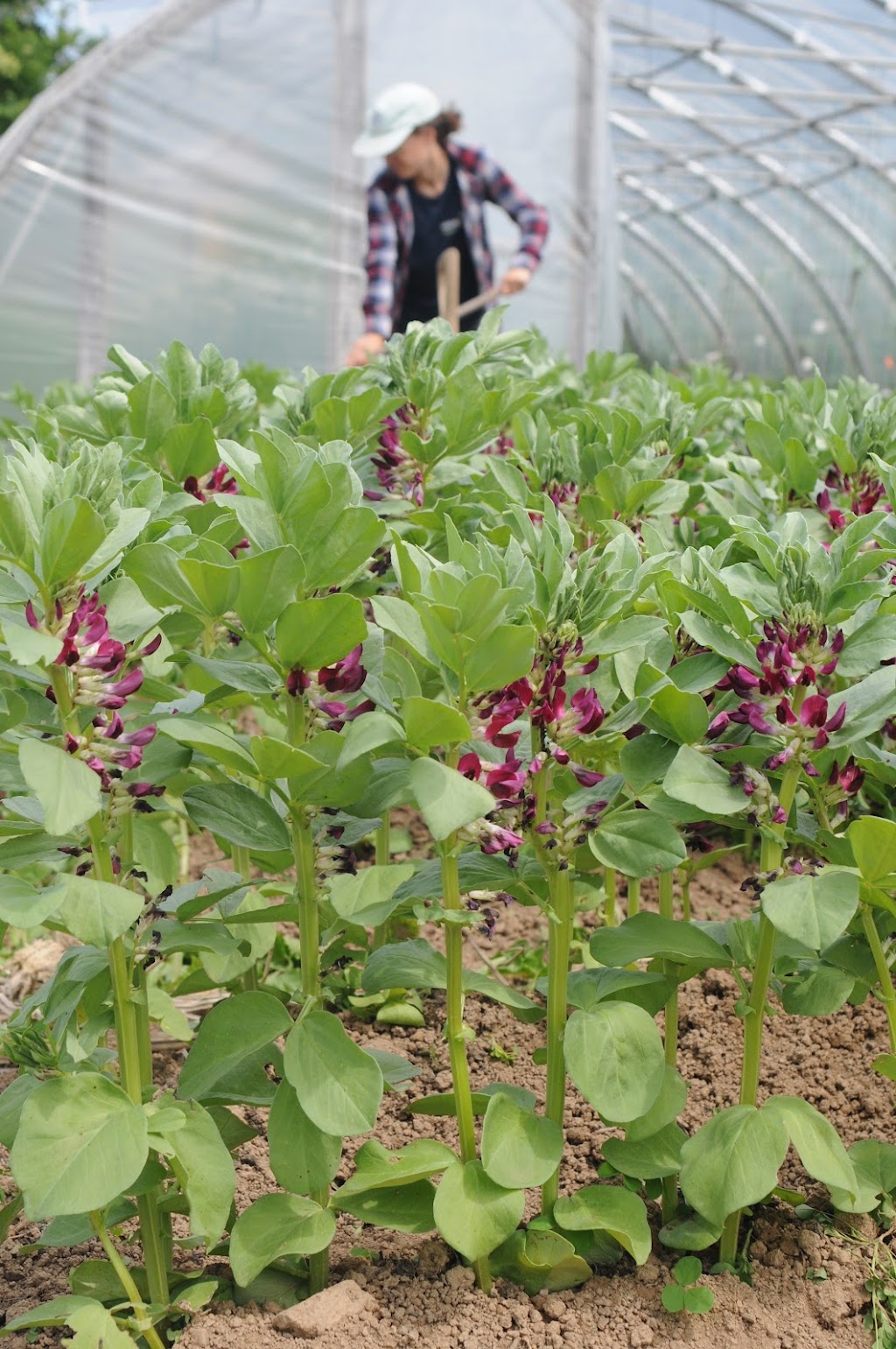 La société des plantes | 207 Rang de lEmbarras, Kamouraska, QC G0L 1M0, Canada | Phone: (418) 492-2493