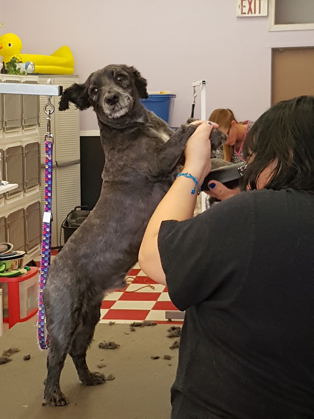 Urban Tails Pet Grooming Inc. | 5308 Hwy 7, Woodbridge, ON L4L 1T3, Canada | Phone: (905) 851-8949